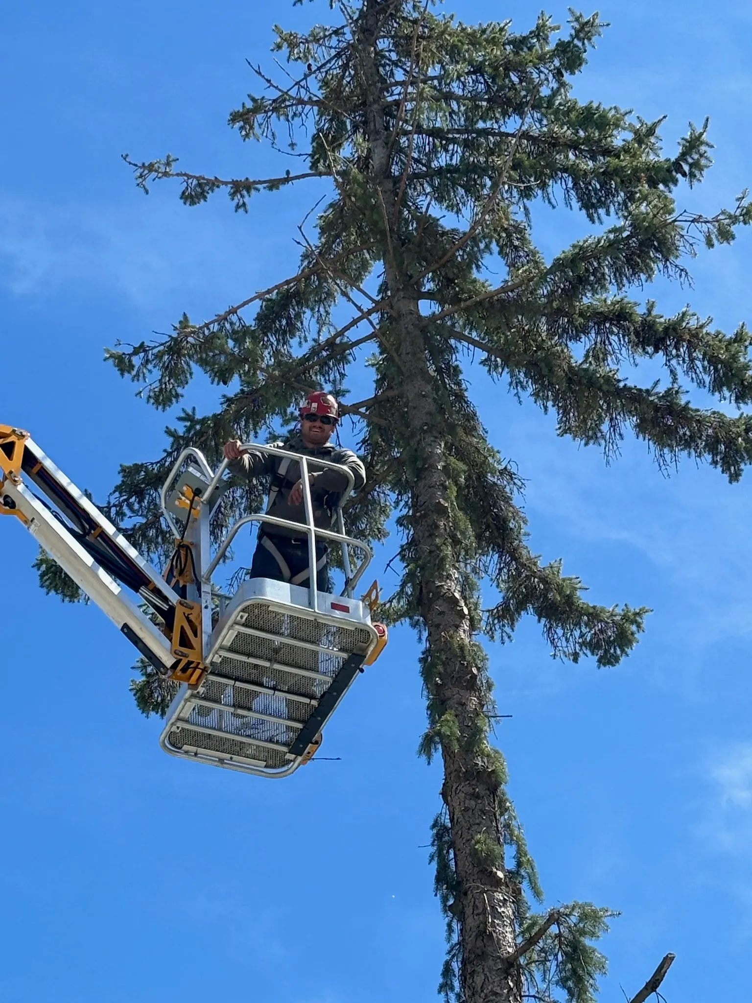 Logan in a bucket lift trimming a tree — Up North Tree Care, Northern Michigan