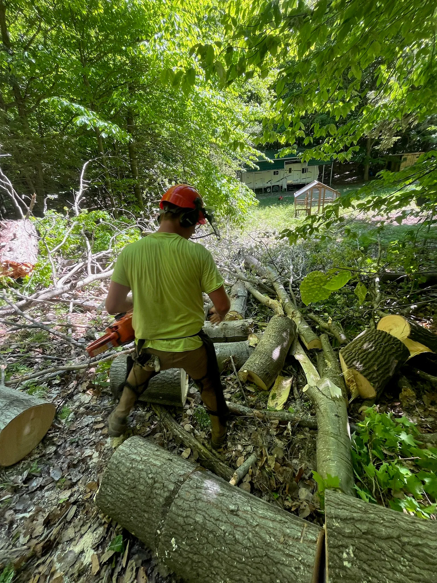 Crew member bucking felled logs into rounds — Up North Tree Care