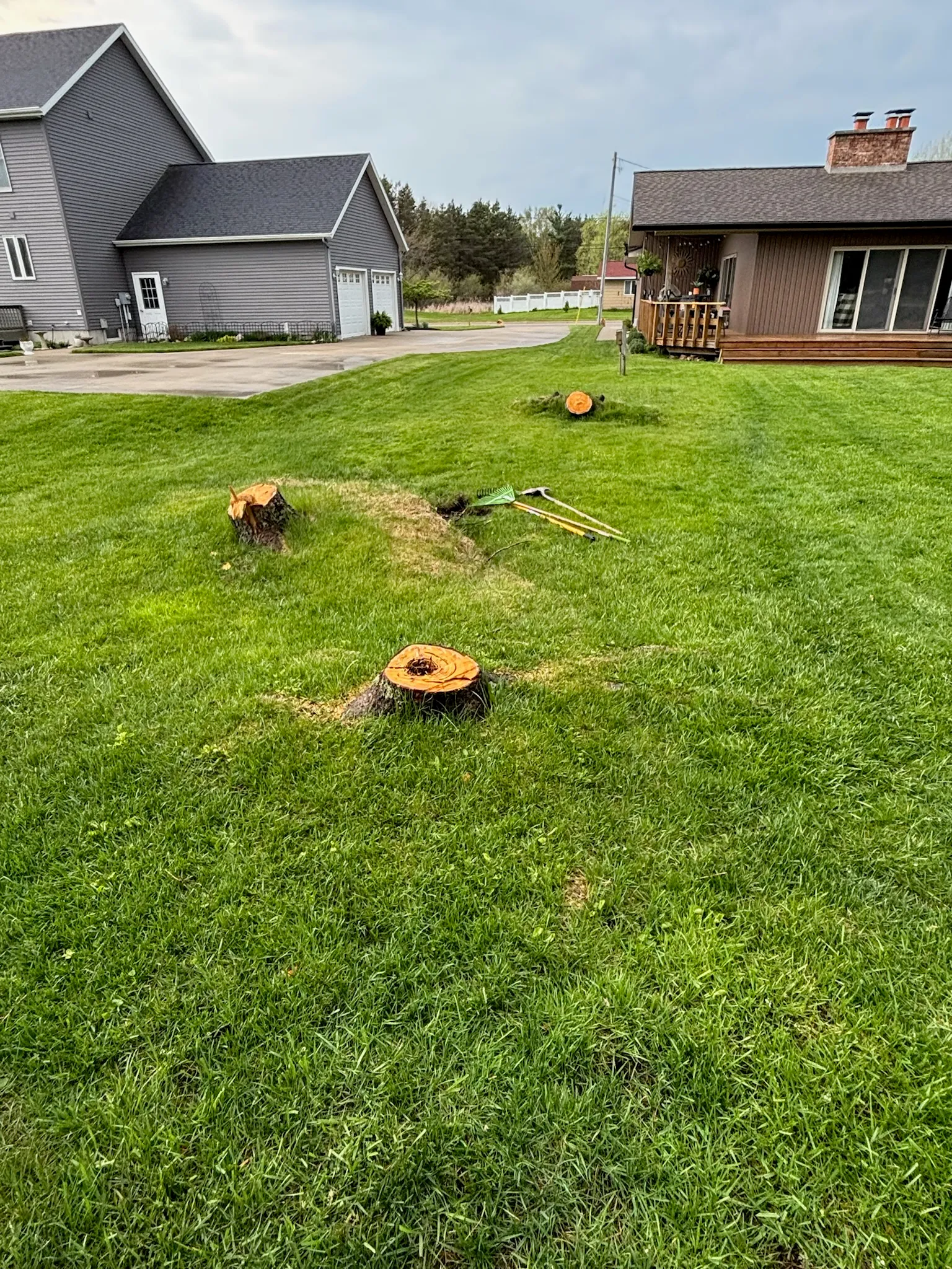 Fresh stump grinds and cleanup on a residential lawn — Up North Tree Care