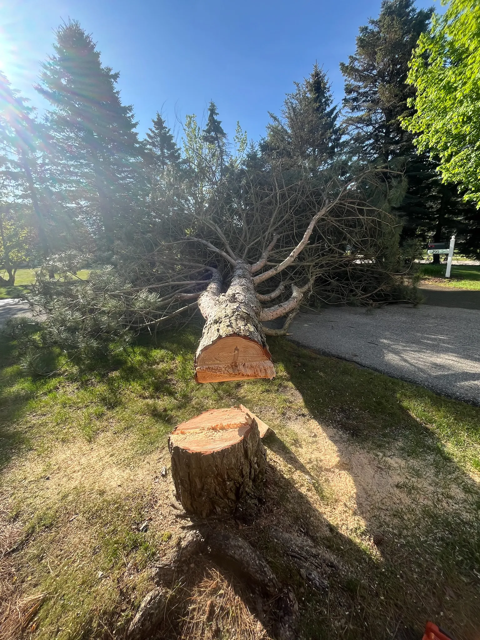 Felled tree and fresh stump after a removal job — Up North Tree Care