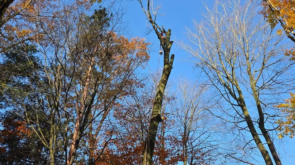 Climber working high in an autumn canopy — Up North Tree Care, Northern Michigan