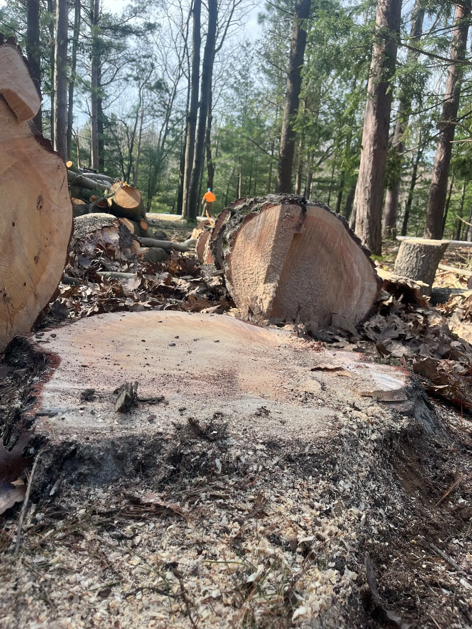 Fresh-cut stumps and log rounds in a pine forest — Up North Tree Care