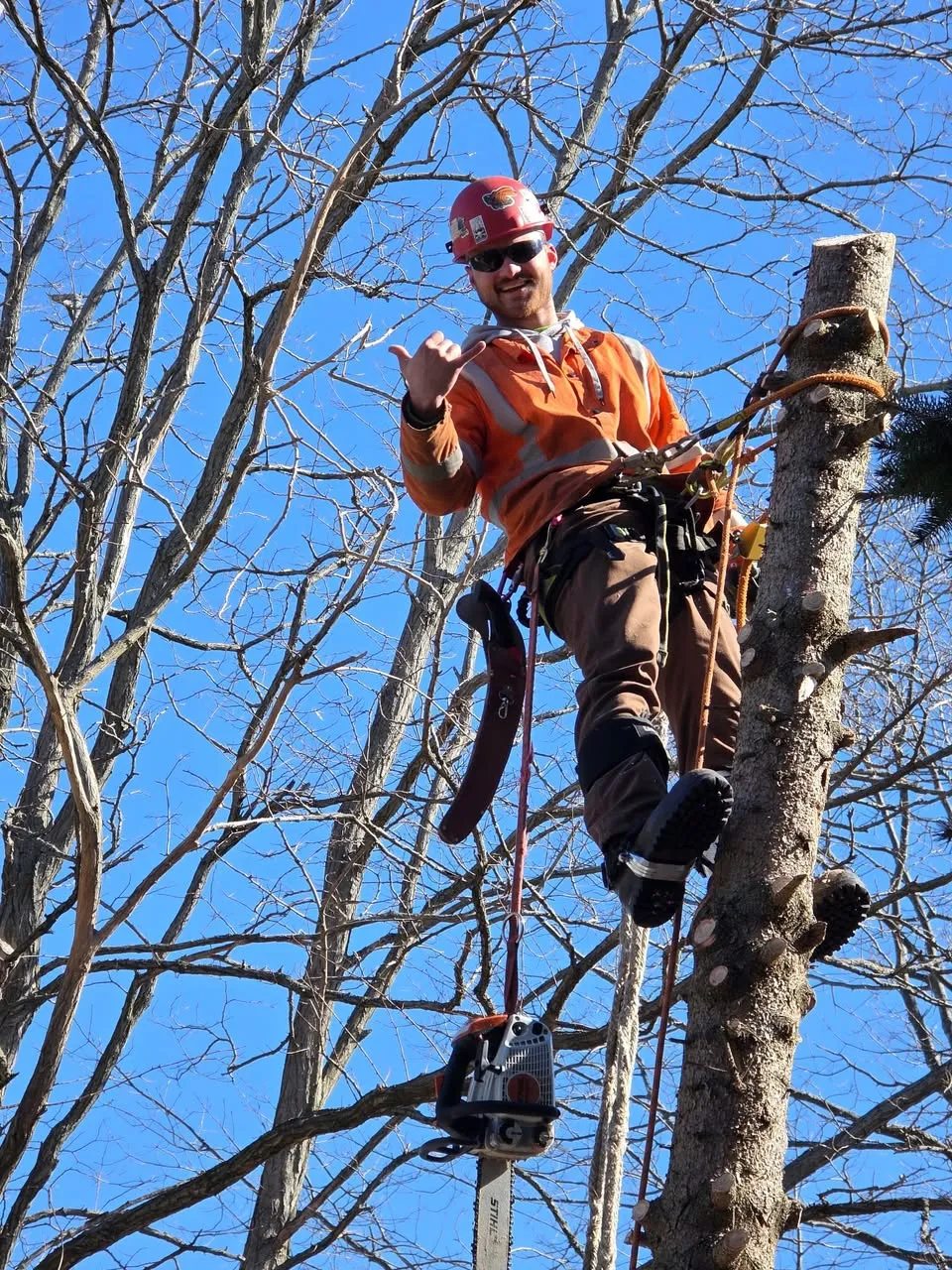 Tree trimming in Northern Michigan — Logan rigged in the canopy