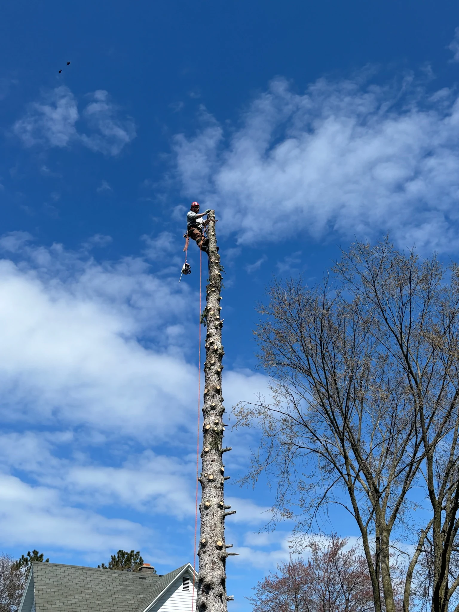 Up North Tree Care climber rigged high in a tree trunk — Northern Michigan tree service