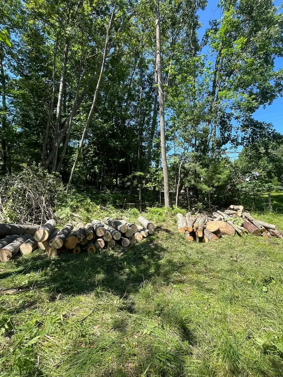 Tree removal job in Manistee, MI — felled logs stacked in a cleaned-up yard